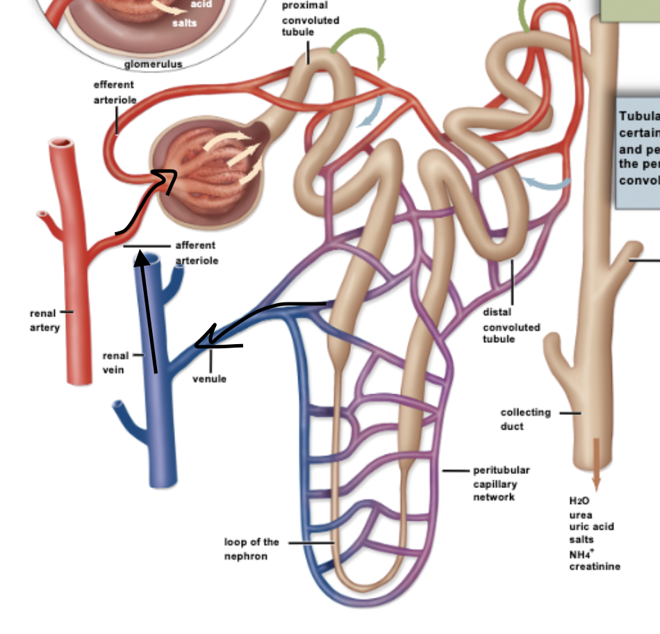 <p>D. Efferent arteriole</p>