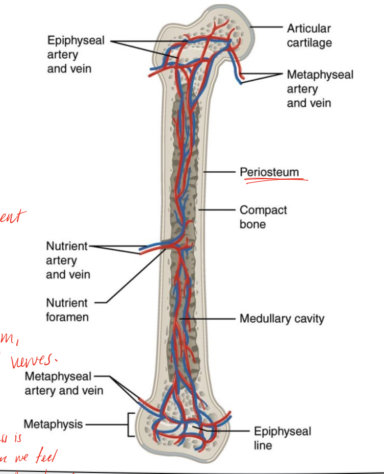 <p>run with the arteries and innervate bone, peristeal nerve is superficial on the periosteum, vaso-motor nerves go into the bones, not sensory </p>