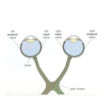 <p>ganglion cells send their axons to the brain via the optic nerves, chiasm, and tracts</p>