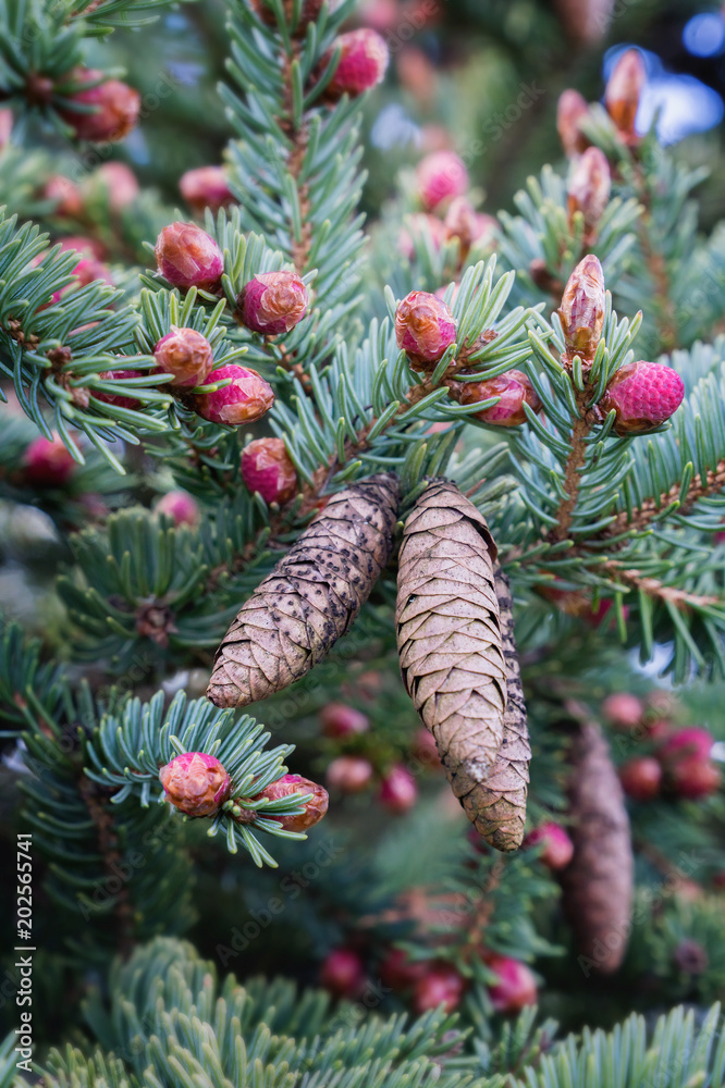 <p>Red spruce</p>