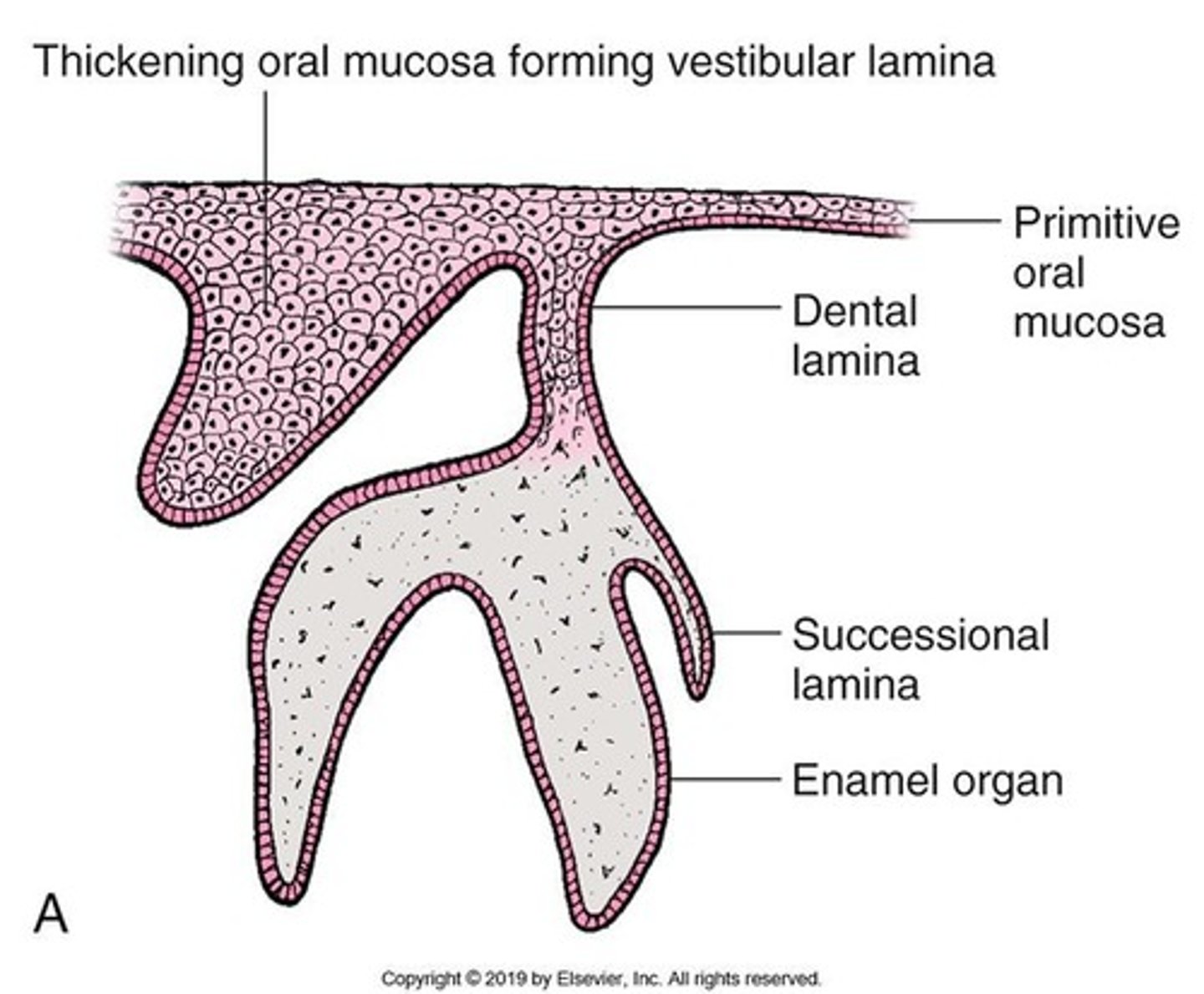 <p>The dental lamina thickens at 20 sites corresponding to the positions of future primary teeth.</p>