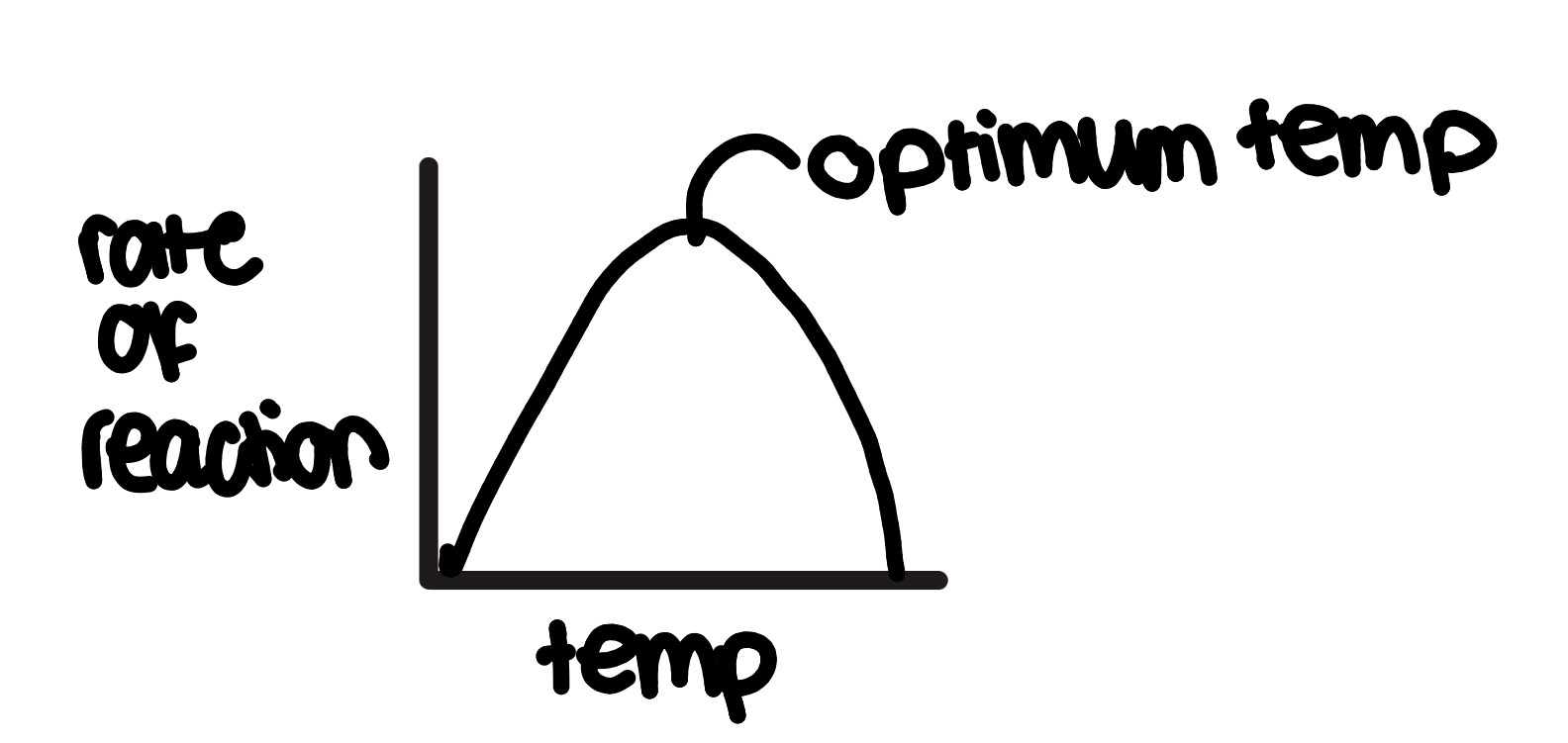 <ul><li><p>at first, increasing temperature increases rate of reaction</p></li><li><p>bc particles have more kinetic energy so move faster</p></li><li><p>so more frequent successful collisions, so more enzyme-substrate complexes formed</p></li></ul><p>but past optimum temperature:</p><ul><li><p>increasing temp decreases rate of reaction bc there is too much kinetic energy so</p></li><li><p>hydrogen bonds in tertiary structure of active site break and the enzyme unfolds</p></li><li><p>the active site changes shape and is no longer complementary to substrates since the enzyme is denatured</p></li><li><p>so fewer enzyme-substrate complexes are made</p></li></ul><p></p>