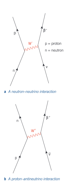 <ol><li><p>A neutrino can interact with a neutron and make it change into a proton. A β⁻ particle is created and emitted as a result of the change</p></li><li><p>An antineutrino can interact with a proton and make it change into a neutron. A β<sup>+</sup> particle is created an emitted as a result of the change.</p></li></ol><p>These interactions are due to the exchange of particles referred to as W bosons. These exchange particles:</p><ul><li><p>have a non-zero rest mass</p></li><li><p>have a very short range of no more than about 0.001fm</p></li><li><p>are positively charged W<sup>+</sup> boson or negatively charged W<sup>-</sup> boson.</p></li></ul><p></p>