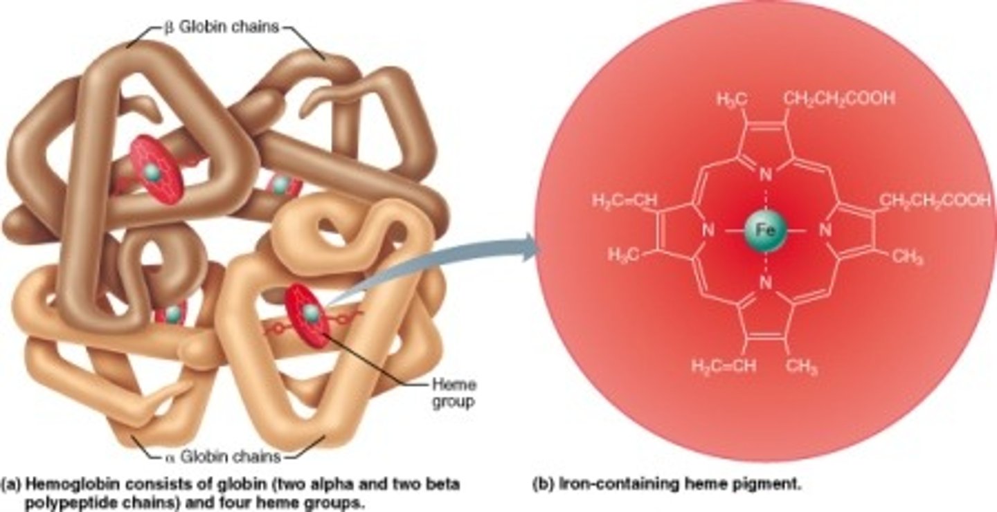 <p>Composed of four polypeptide chains</p><p>---> Two alpha and two beta chains</p>