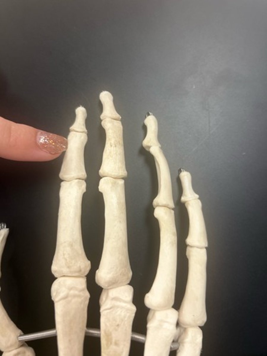 <p>name the bone</p>