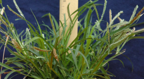<p>Goosegrass&nbsp;</p>