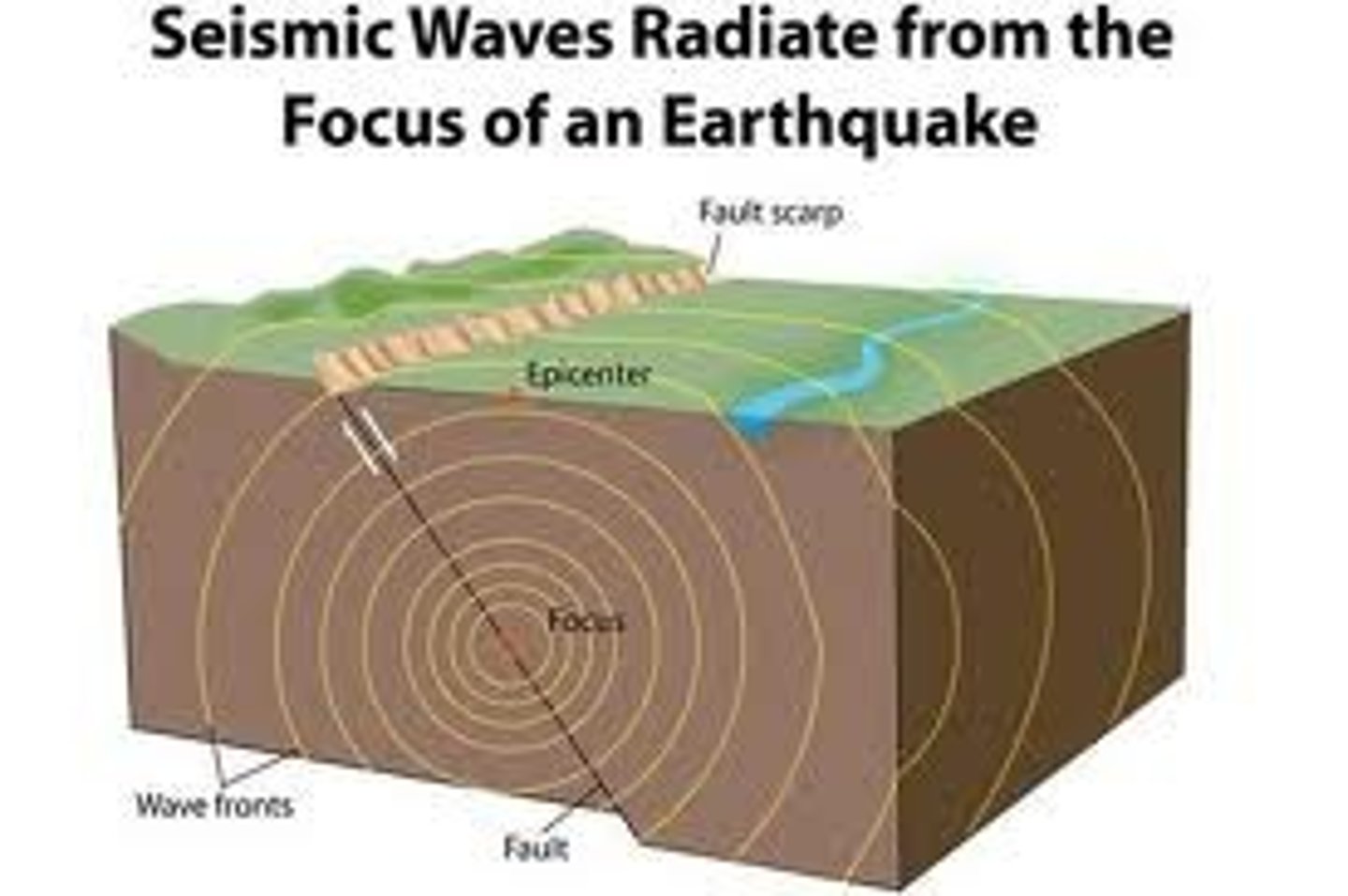 <p>Carries the energy of an earthquake away from the focus, through Earth's interior and across the surface.</p>