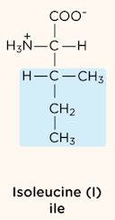 <p>nonpolar, aliphatic R group</p>