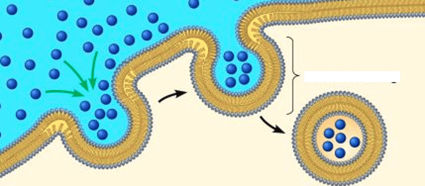 <p>short term storage for the cell</p>