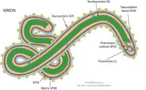 <p>Helical viruses </p>