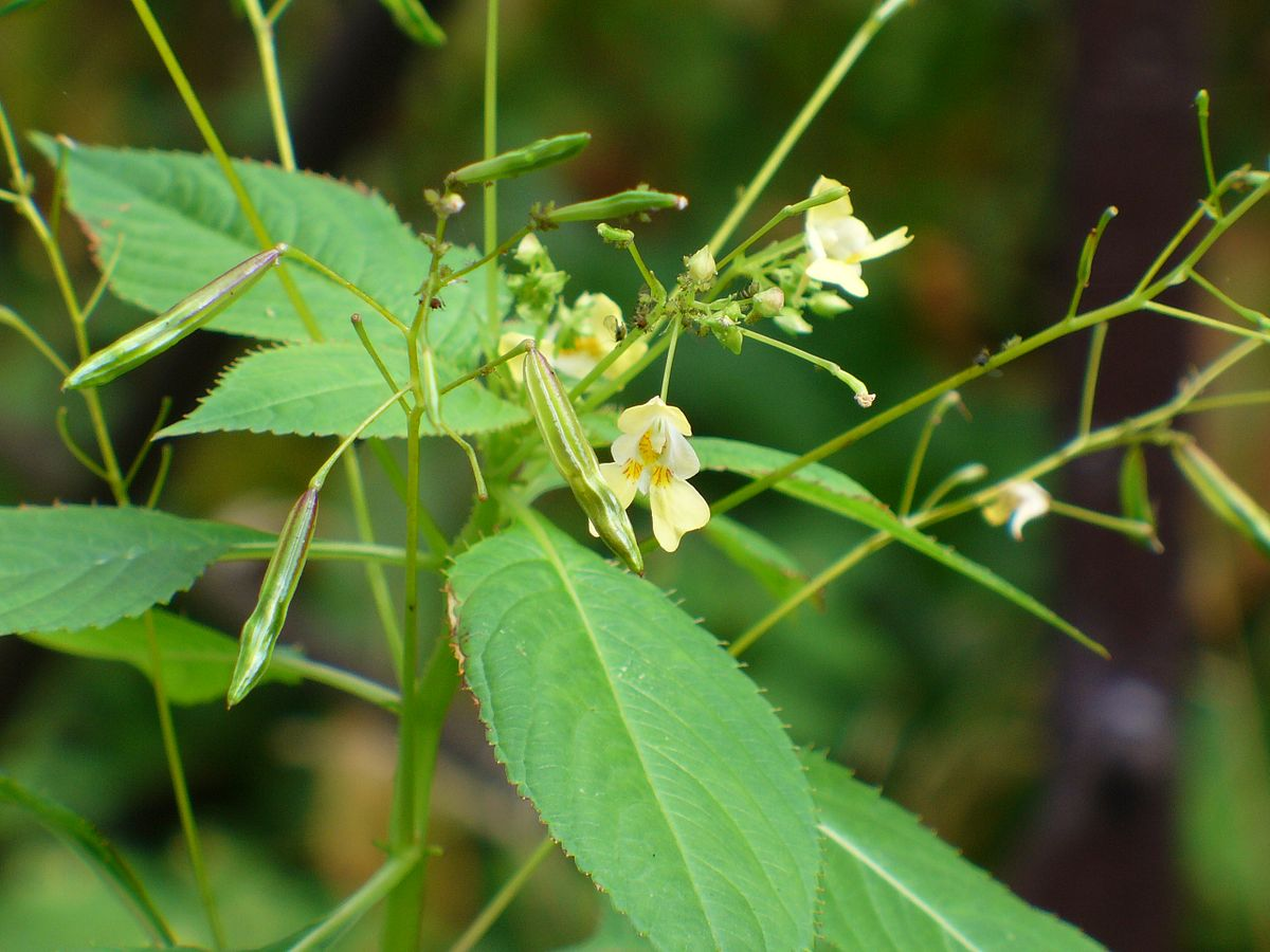 <p><em>Balsaminaceae -</em> netýkavkovité</p><p><em>Impatiens parviflora -</em> netýkavka malokvětá</p>
