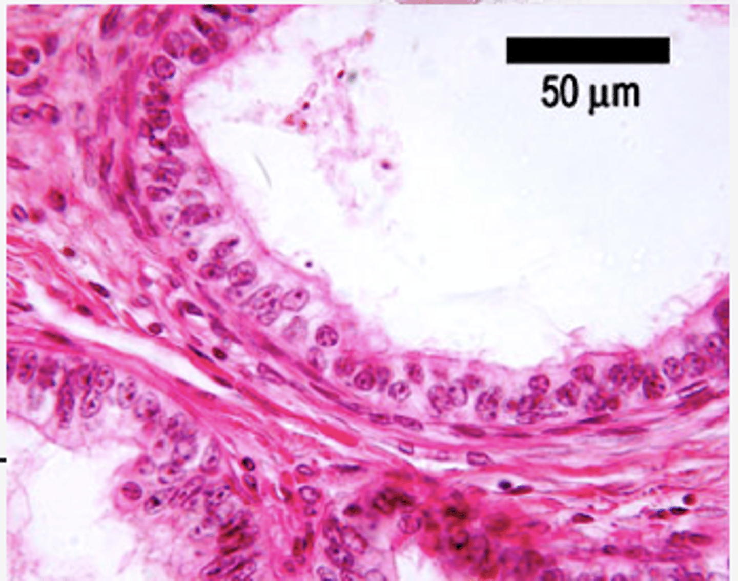 <p>Identify the organ</p>