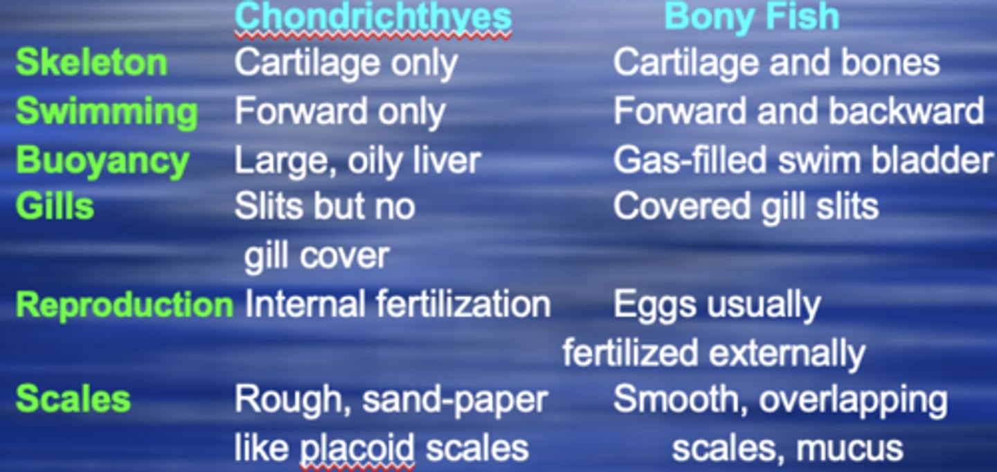 <p>Chondrichthyes:</p><p>- Cartilage only</p><p>- Forward only</p><p>- Large oily liver</p><p>- Slits but no gill cover</p><p>- Internal fertilization</p><p>- Rough, sand-paper like placoid scales</p><p>Bony fish:</p><p>- Cartilage and bones</p><p>- Forward and backward</p><p>- Gas-filled swim bladder</p><p>- Covered gill slits</p><p>- Eggs usually fertilized externally</p><p>- Smooth, overlapping scales, mucus</p>