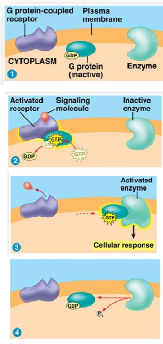 <ol><li><p>The signal molecule binds to the receptor protein, causing the receptor to change shape &amp; activate.</p></li><li><p>The inactive G protein moves along the membrane and binds to the receptor. A molecule of GTP replaces the GDP, activating the G protein!</p></li><li><p>The activated G protein moves along the membrane &amp; binds to and activates the enzyme which triggers the cellular response.</p></li><li><p>To deactivate, the GTP on the G protein is hydrolyzed back into GDP (“off” form).</p></li></ol><p></p>
