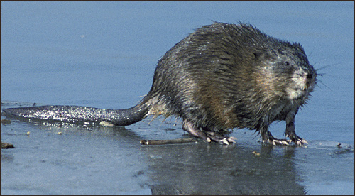 <p>Common muskrat</p>
