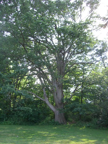 (Quercus muhlenbergii)