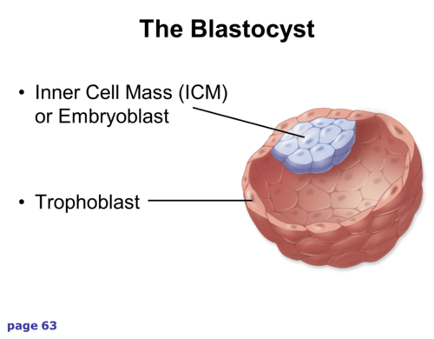 <p>epiblast and hypoblast</p>