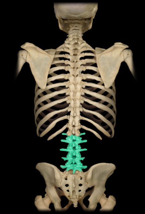 <ul><li><p>Location: Lower back, Between T12 and S1 vertebrae</p></li><li><p>Description: Five individual vertebrae, Characteristic features include large size, kidney bean-shaped body, and a thick, blunt spinous process</p></li></ul><p></p>