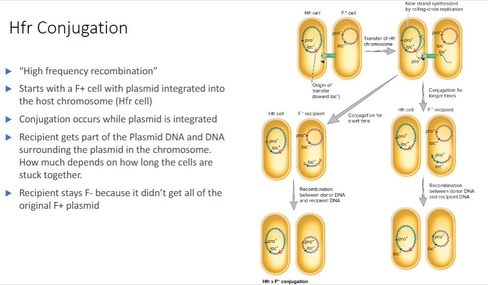 <p>-Hfr conjugation- Conjugation involving an Hfr strain and an F− strain.</p><p>-Hfr strains contain the F factor integrated into their chromosome, rather than as a plasmid (figure 12.21). When integrated, the F factor&apos;s tra operon is still functional; it can direct the synthesis of pili, carry out rolling-circle replication, and transfer genetic material to an F recipient. However, rather than transferring just itself, the F factor also directs the transfer of the host chromosome. DNA transfer begins when the integrated F factor is nicked at oriT. As it is replicated, the F factor begins to move into the recipient ( figure 12.22). Initially only part of the F factor is transferred, followed by the donor&apos;s chromosome. If the cells remain connected, the entire chromosome with the rest of the integrated F factor will be transferred; this takes about 100 minutes to accomplish. However, the connection between the cells usually breaks before this process is finished. Thus a complete F factor is rarely transferred, and the recipient remains F. When an Hfr strain participates in conjugation, bacterial genes are transferred to the recipient in either a clockwise or a counterclockwise direction around a circular chromosome, depending on the orientation of the integrated F factor. After the replicated donor chromosome enters the recipient cell, it may be degraded or incorporated into the F genome by recombination.</p><ul><li><p>(image below) Hfr * F Conjugation. Shown are the two cells after initial contact and elaboration of the T4SS. As illustrated, during Hfr F conjugation, some plasmid genes and some chromosomal genes are transferred to the recipient. Note that only a portion of the F factor moves into the recipient. Because the entire plasmid is not transferred, the recipient remains F. In addition, the incoming DNA must recombine with the recipient&apos;s chromosome if it is to be stably maintained.</p></li></ul>