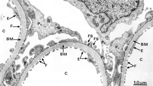 <p>ID C</p>
