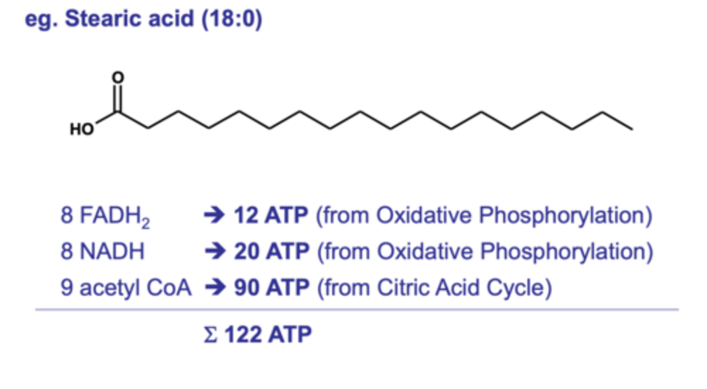 <p>As the cycle repeats for the entire length of fatty acid, it produces lots of:</p><p>- Acetyl CoA that can join the link reaction of carbohydrate metabolism to produce ATP.</p><p>- FADH2 and NADH which can contribute to oxidative phosphorylation to produce ATP.</p>