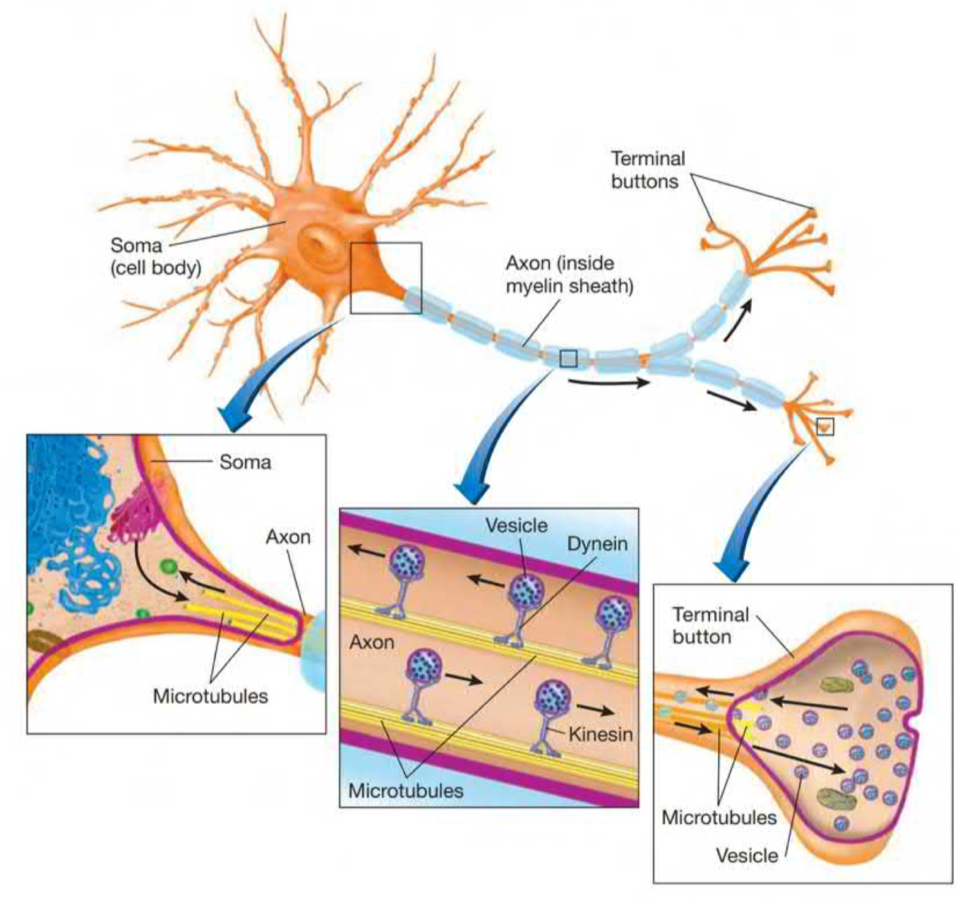 long strand of bundles of  protein filaments arranged around a hollow core. Part of cytoskeleton, *involved in transporting substances within a cell, provides support + tracks for transport*. 10% of  total brain protein. **Polymers of a- and b- tubulin dimers which polymerize end to end in protofilaments→ protofilaments bundle parallel to one another into hollow cylindrical filaments of 25m in diameter.**
