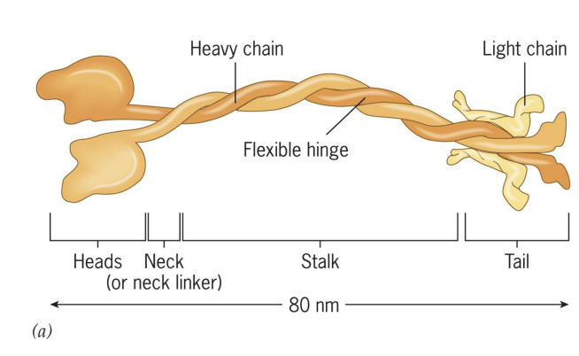 <p>1) Head (ATPase and binds MTs)</p><p>2) Neck – direction of movement</p><p>3) Stalk = flexibility/movement of heads and tail</p><p>4) Tail = binds cargo</p>