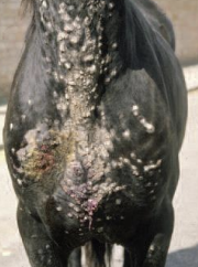 <p>Which type of sarcoid is shown?</p>