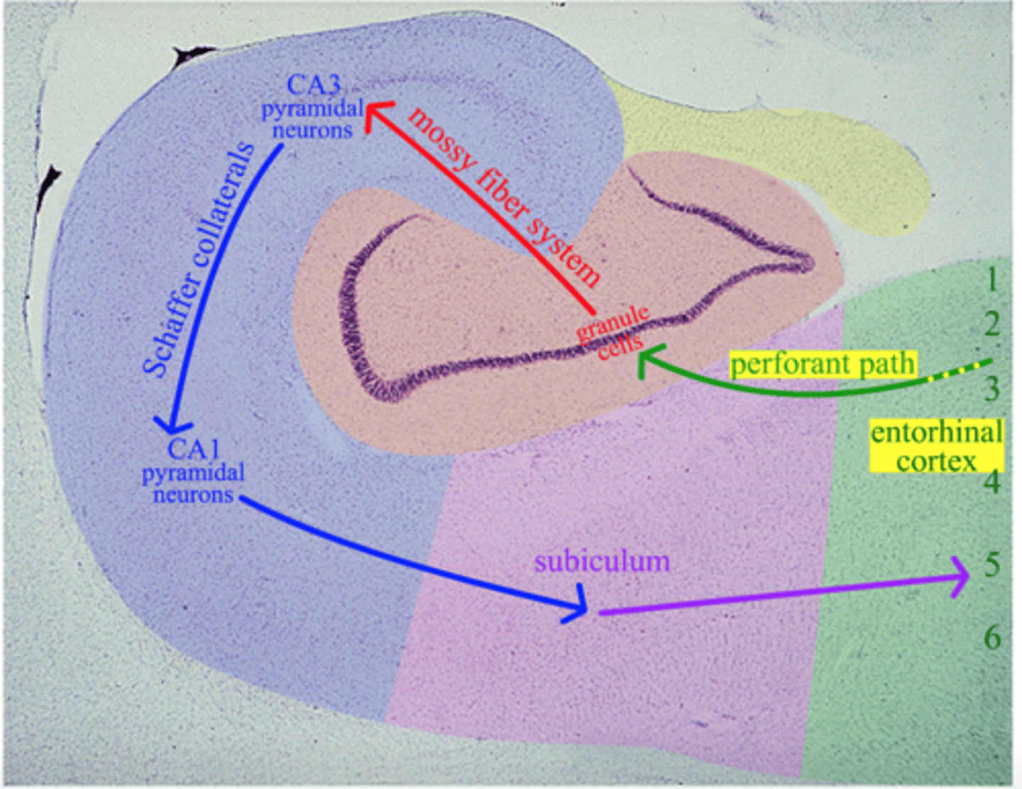 <p>Main path into hippocampus, goes from hippocampus to entorhinal cortex, degrades with age, correlates with mnemonic discrimination</p>