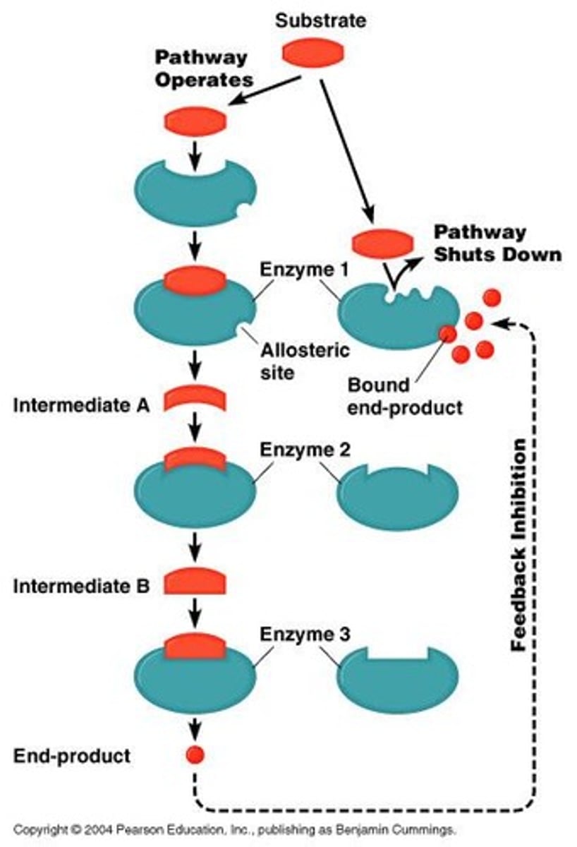 <p>the regulation of a pathway by one of the products of the pathway.</p>