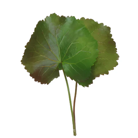 <p>What plant is this? (Name, Genus)</p>