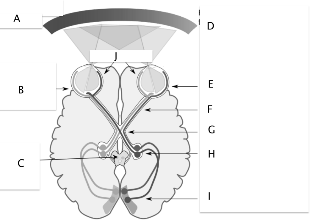 <p>Lateral Geniculate Nucleus (LGN)</p>