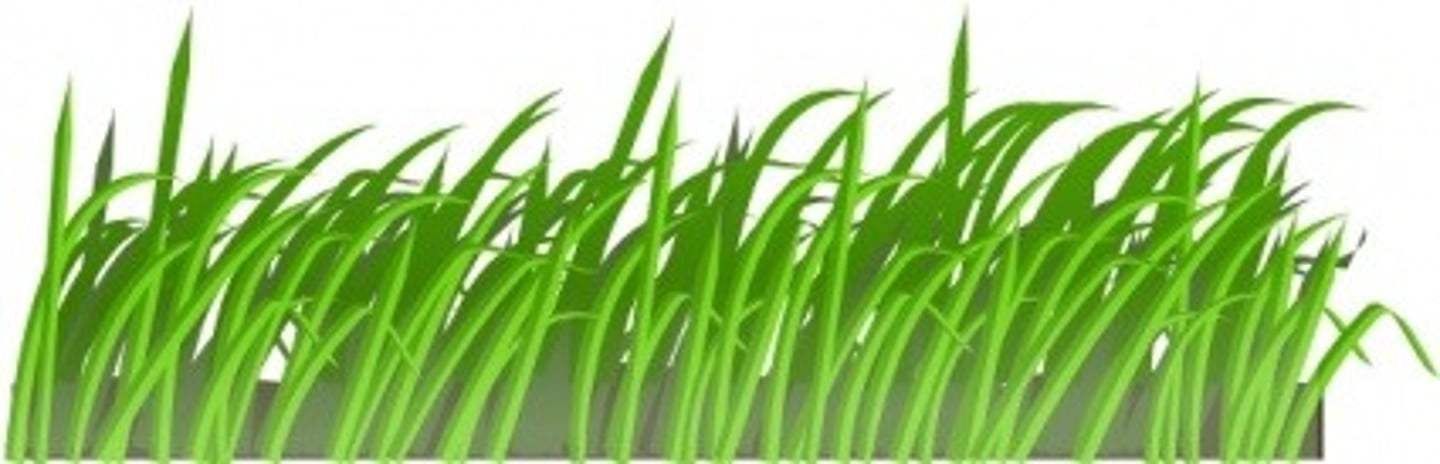 <p>long and thin (4 to 6x longer than it is wide) most grasses</p>