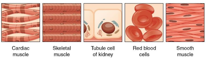 <p>middle germ layer that creates connective tissue proper, bone, cartilage, blood, muscle membranes, serous membranes, kidneys and lining of gonads </p>