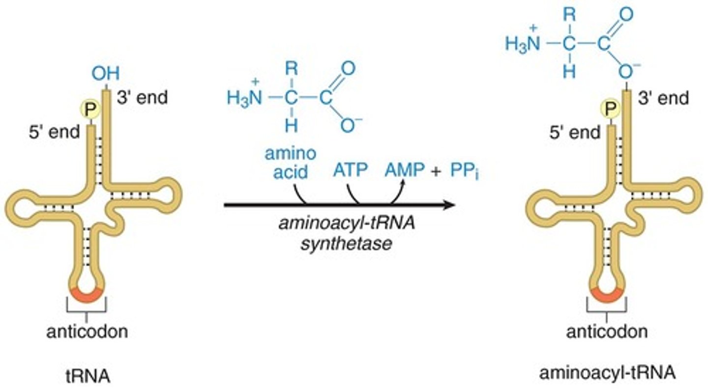 <p>- need to charge appropriate tRNA w/ its amino acid through covalent bond formation</p><p>- aminoacyl-tRNA synthetase will recognize the anticodon + allow tRNA to bind</p><p>- aminoacyl-tRNA synthetase also has a binding pocket for the side chains of the amino acid</p><p>- then uses ATP to form high-energy covalent bond between carboxyl group of amino acid + 3' end of tRNA (CCA tail) that has the free hydroxyl group</p>