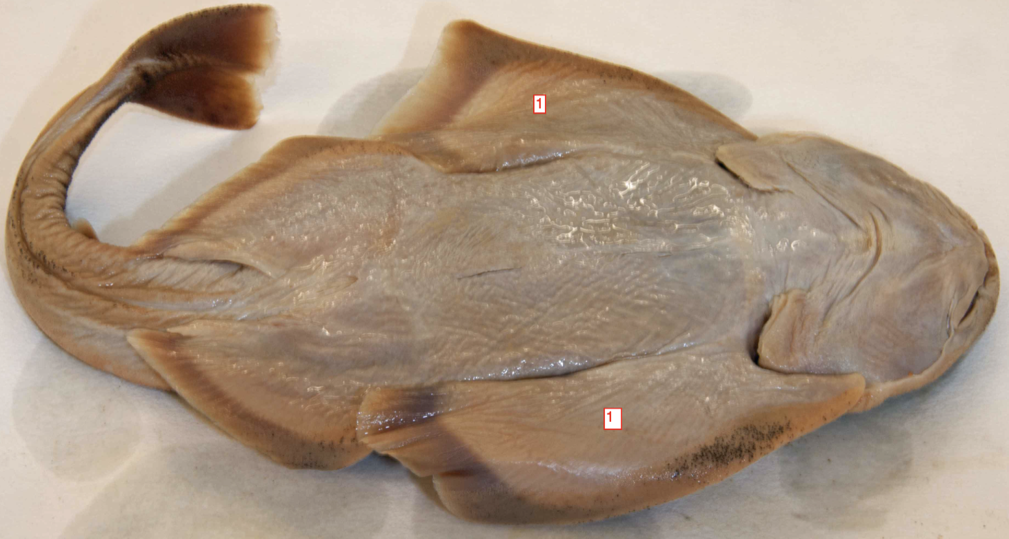 <p>!*</p><p>phylum</p><p>subphylum</p><p>superclass</p><p>class</p><p>subclass</p><p>subdivision</p><p>superorder</p><p>order</p>