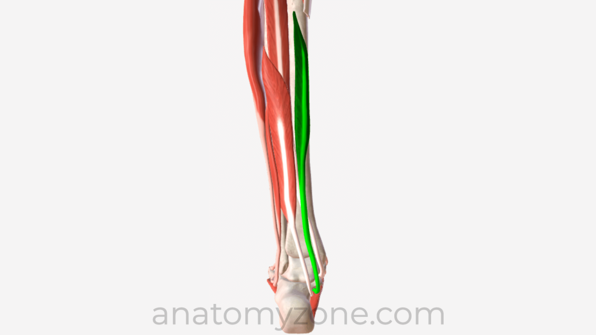 <p>*posterior</p>