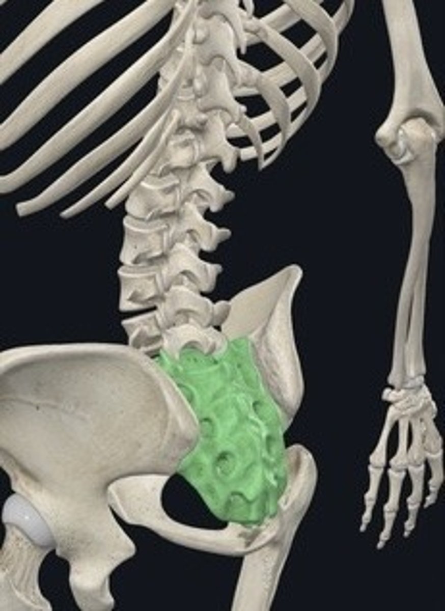 <p>Five fused vertebrae forming the sacrum.</p>
