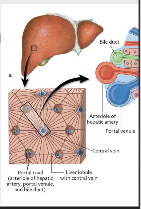 <p>what is the hepatic lobule?</p>