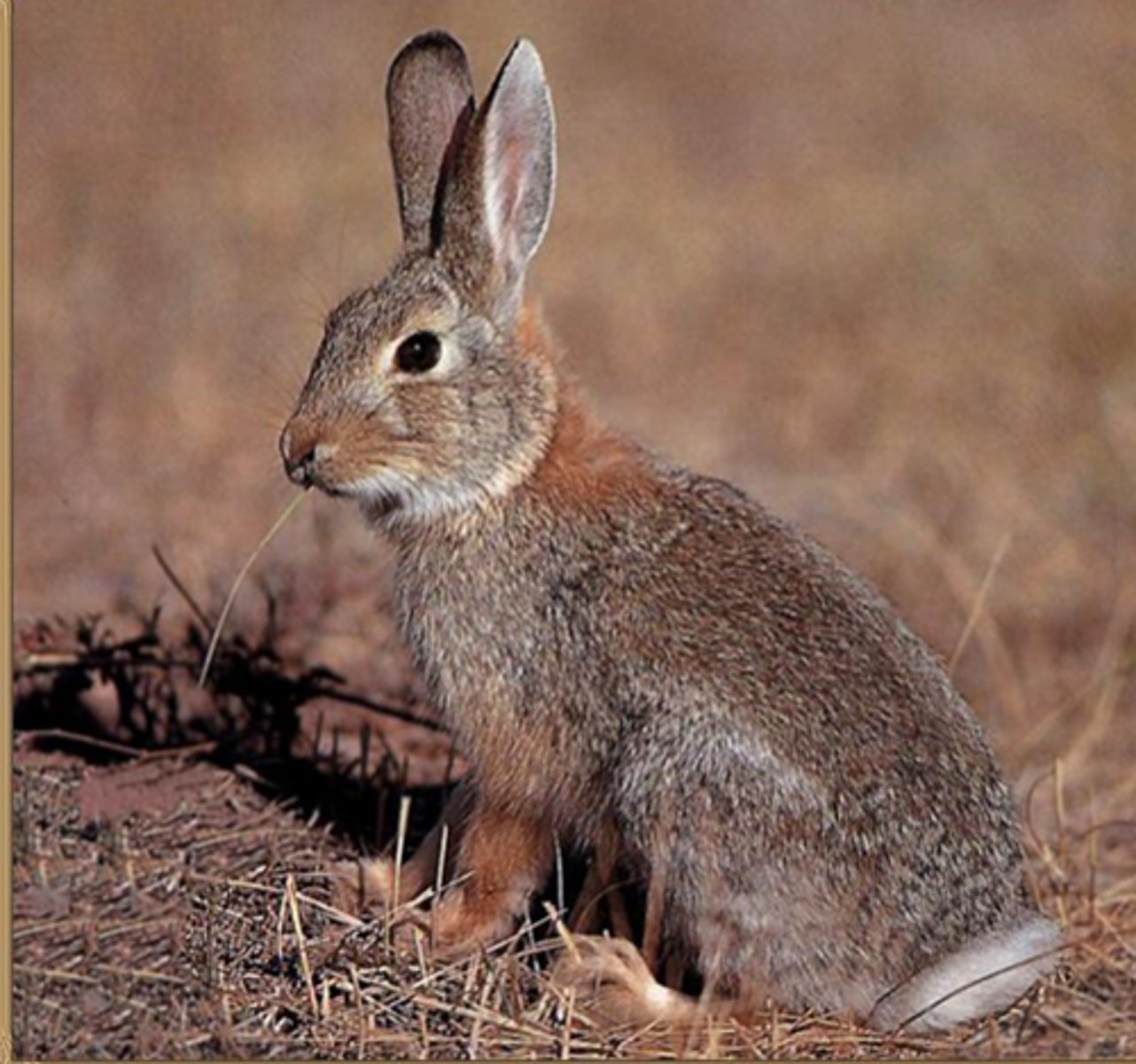<p>Nuttall's (mountain) cottontail</p>