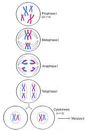 meiosis 1