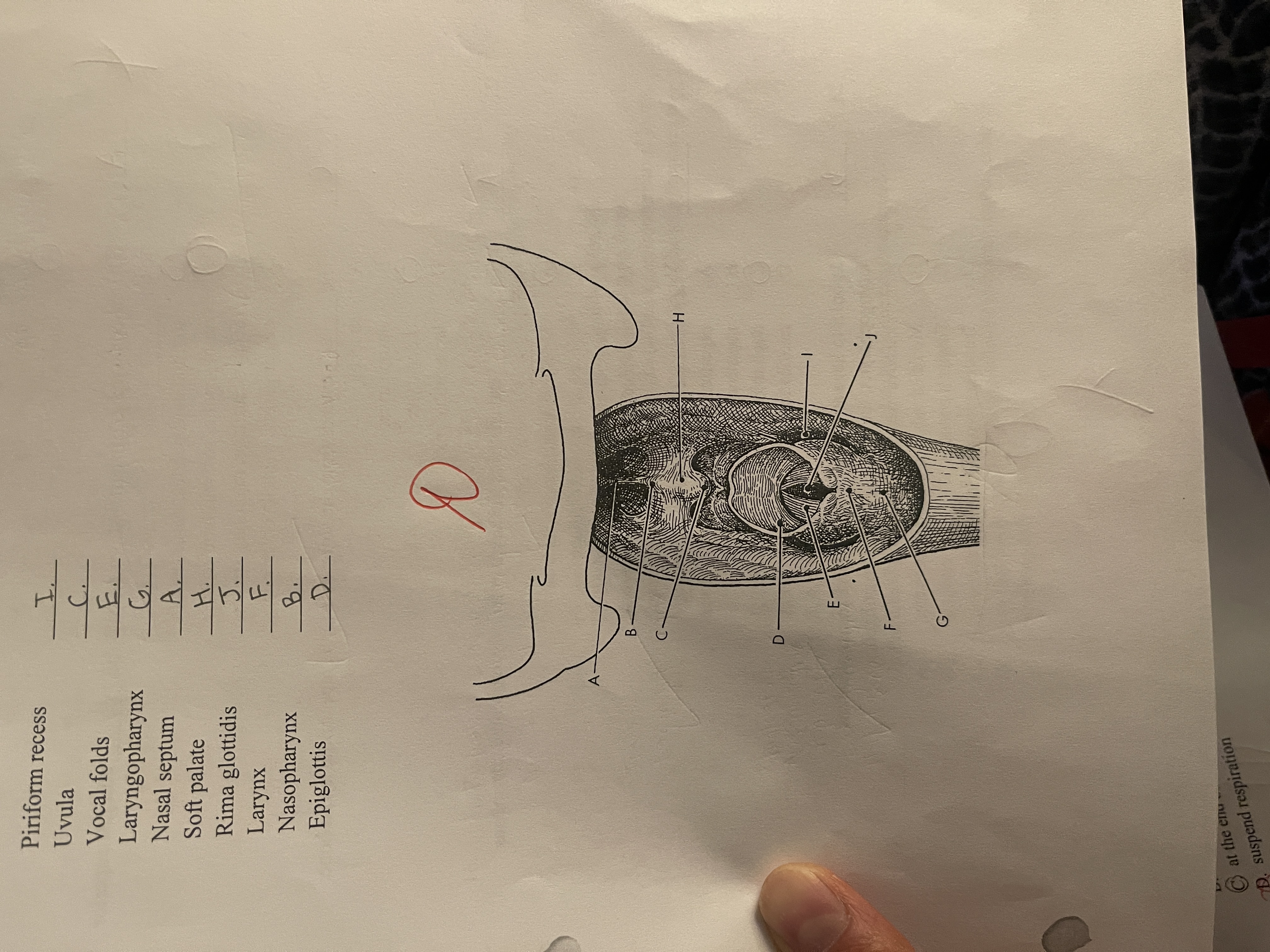 knowt flashcard image