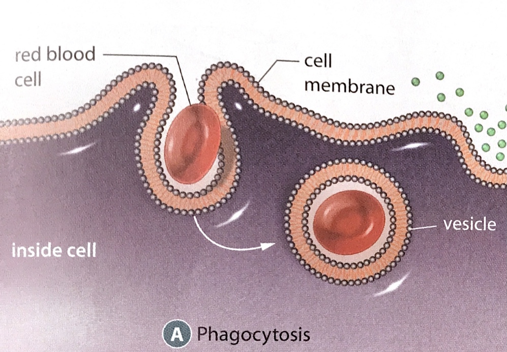 phagocytosis; type of endocytosis