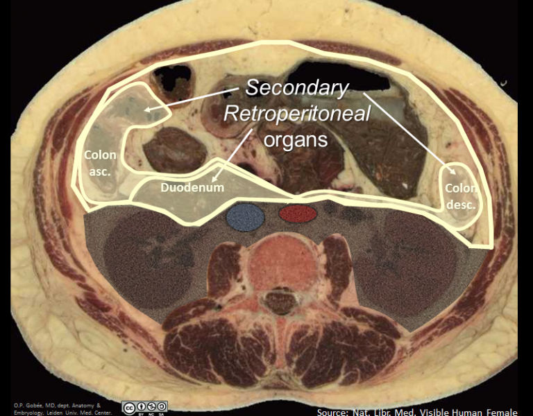 <p>Name 6 retroperitoneal organs<br></p>