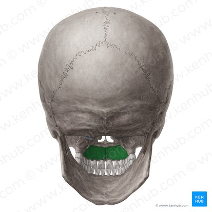 <p>Maxillary bone</p>
