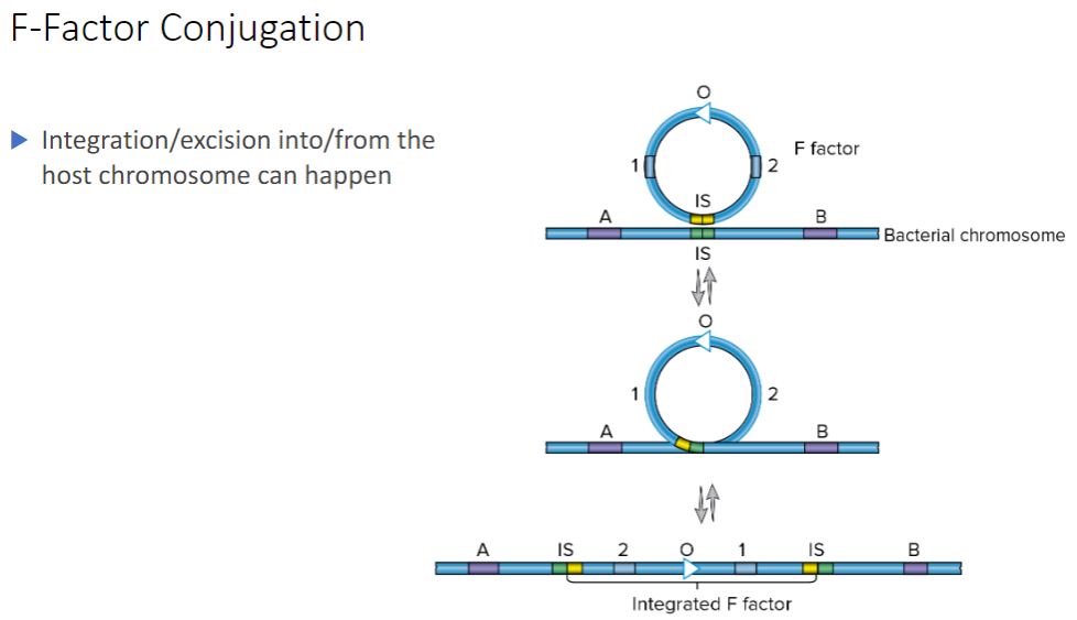<p>-By definition, an F* cell has the F factor separate from the chromosome, so in an F* x F mating, chromosomal DNA is not transferred. However, within this population, a few cells have the F plasmid integrated (i.e., recombined) into their chromosomes. This explains why not long after the discovery of F* × F mating, a second type of F factor- mediated conjugation was discovered. In this type of conjugation, the donor transfers chromosomal genes with great efficiency but does not change the recipient bacteria into F* cells. Because of the high frequency of recombinants produced by this mating, it is referred to as Hfr conjugation and the donor is called an Hfr strain.</p>