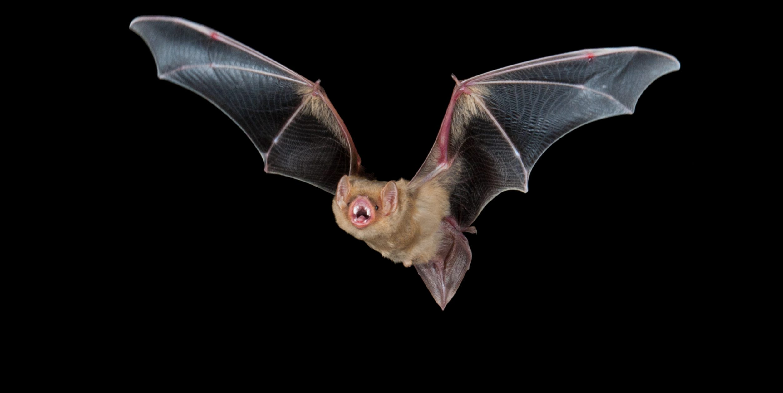 <p>12 - 20g, completely furred uropatagium, darker yellow base pelage. General forearm <=50mm.</p>