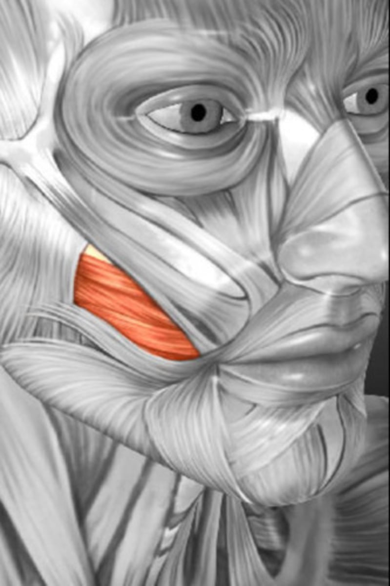 <p>Name This Muscle</p>