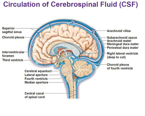 Passes through ventricles to subarachnoid space