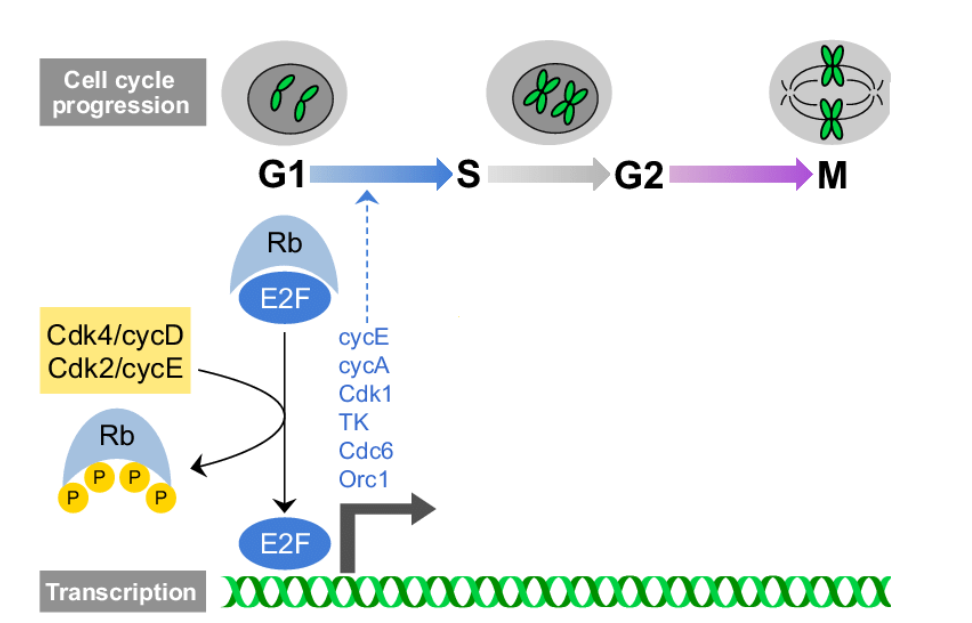 <p>drives the progression into S phase from G1</p><p></p><p>Rb when bound to E2F keeps E2F inactive</p><p>When Rb is P by Cdk4/cycD and Cdk2/cycE then E2F transcribes DNA </p>